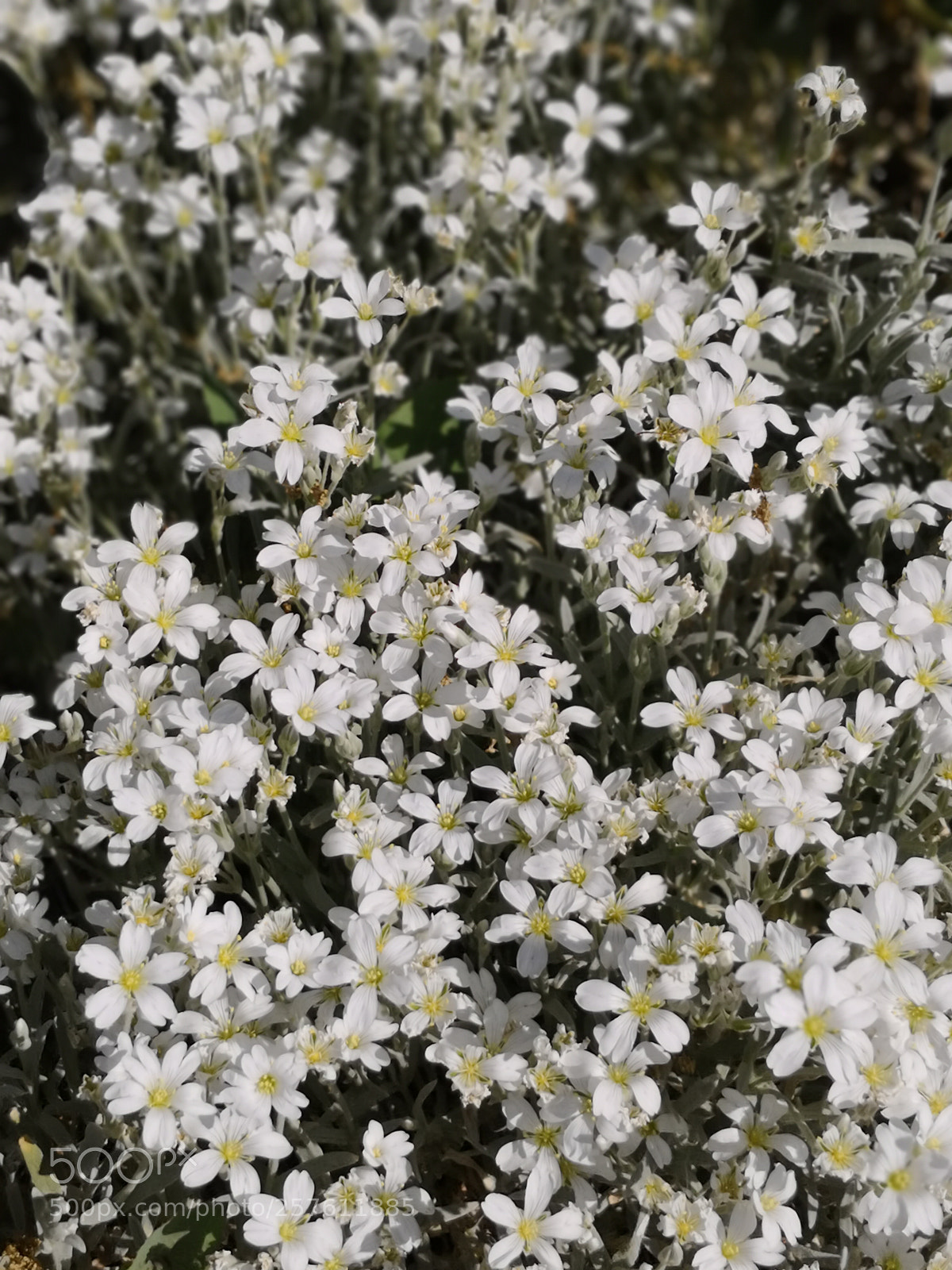 HUAWEI Mate 10 Pro sample photo. Daisies photography