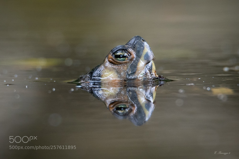 Nikon D500 sample photo. Rrm_5787-2.jpg photography
