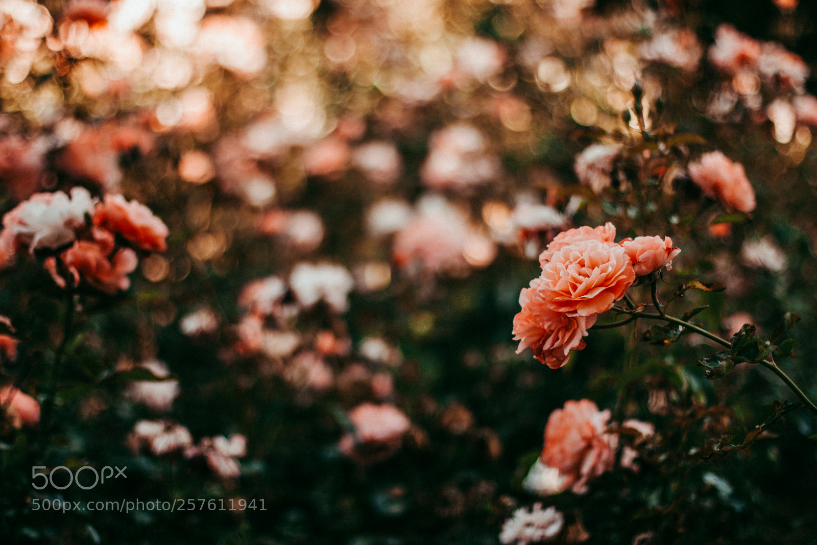 Canon EOS 70D sample photo. Rose sunset photography