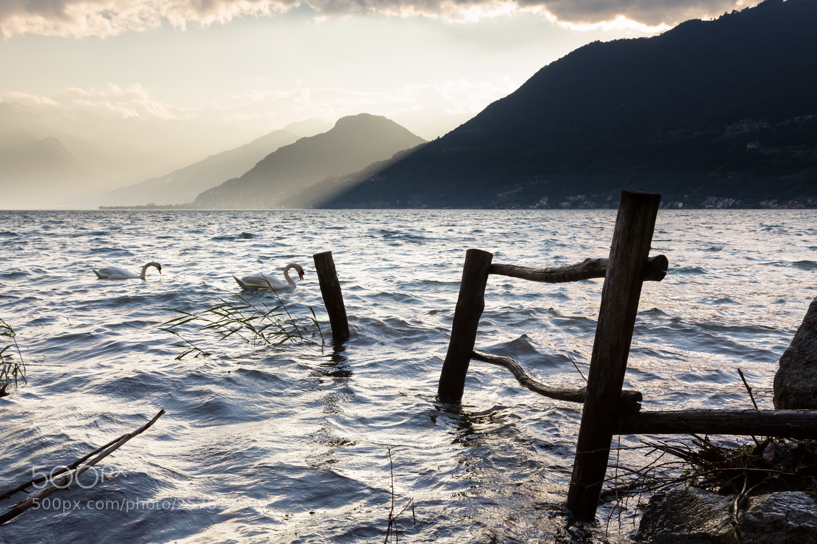 Canon EOS 6D sample photo. Swan at como photography