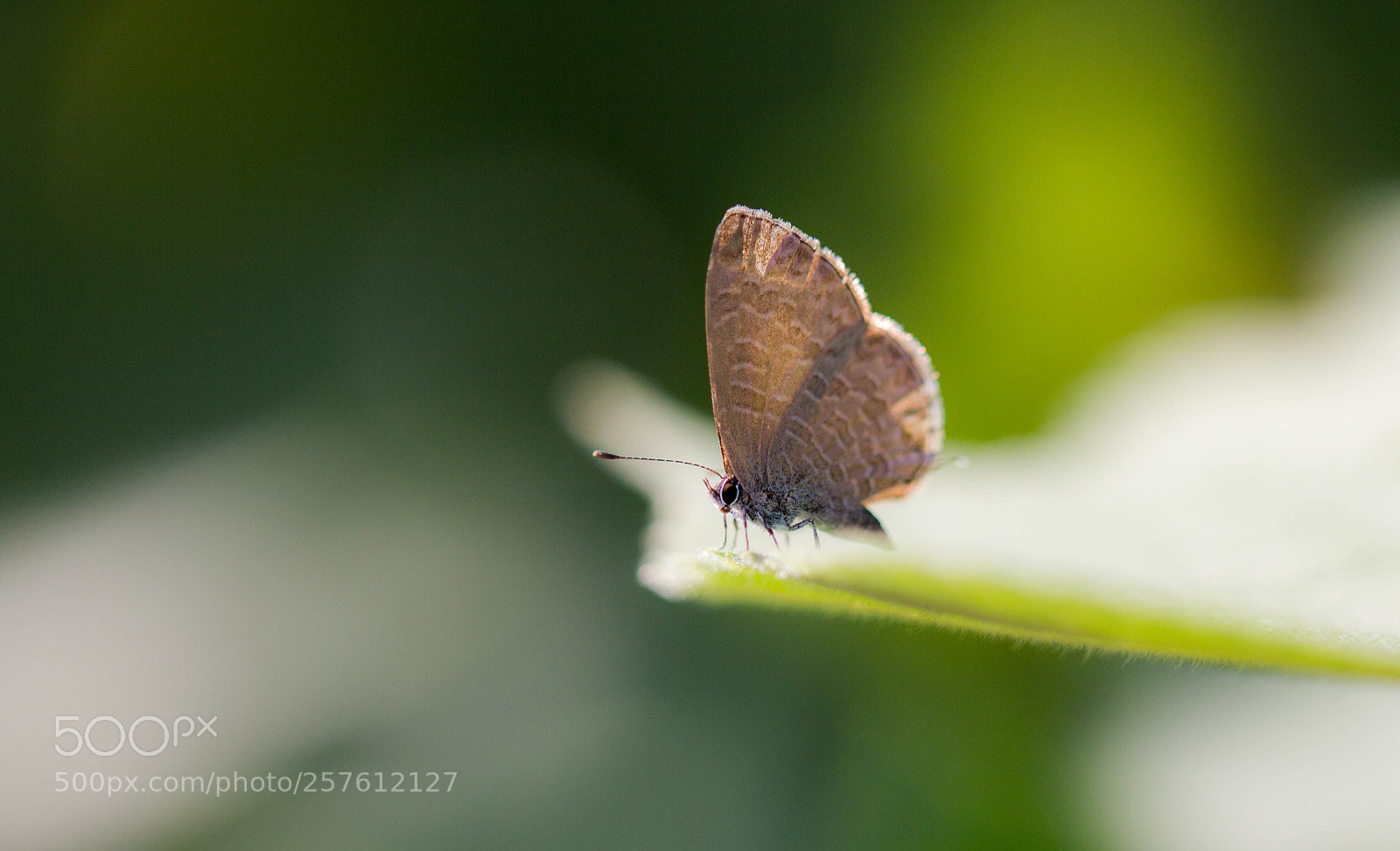 Canon EOS 550D (EOS Rebel T2i / EOS Kiss X4) sample photo. Butterfly photography