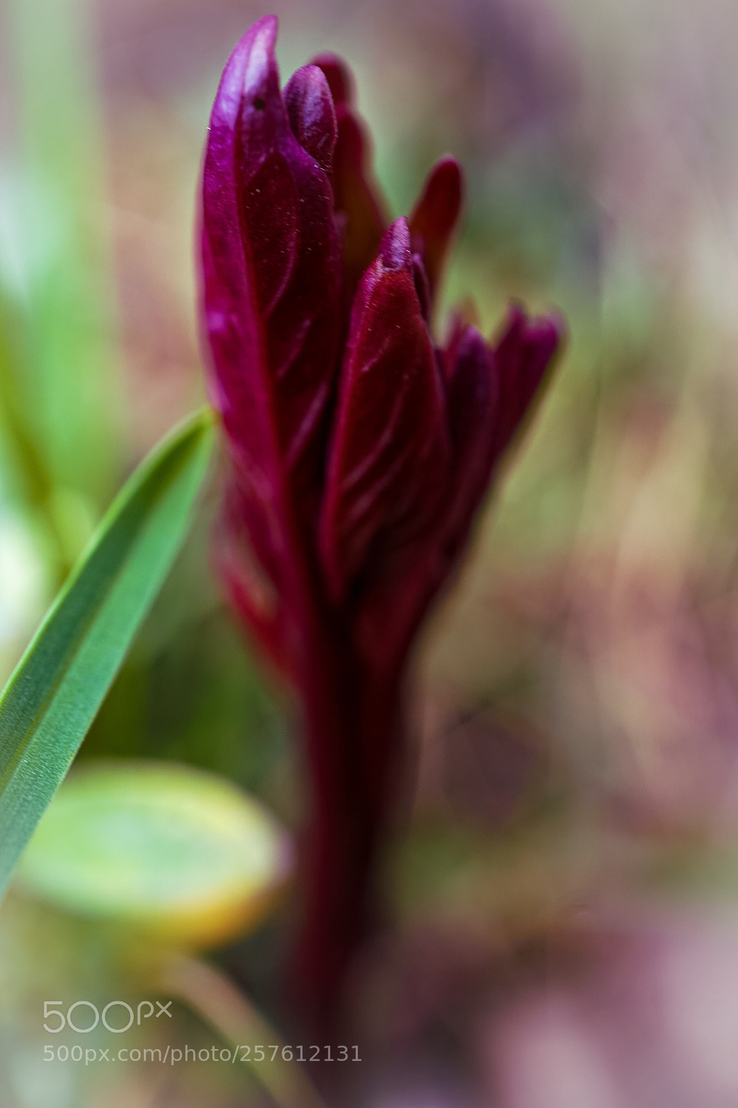 Sony a7 II sample photo. "on the grass level 2" photography
