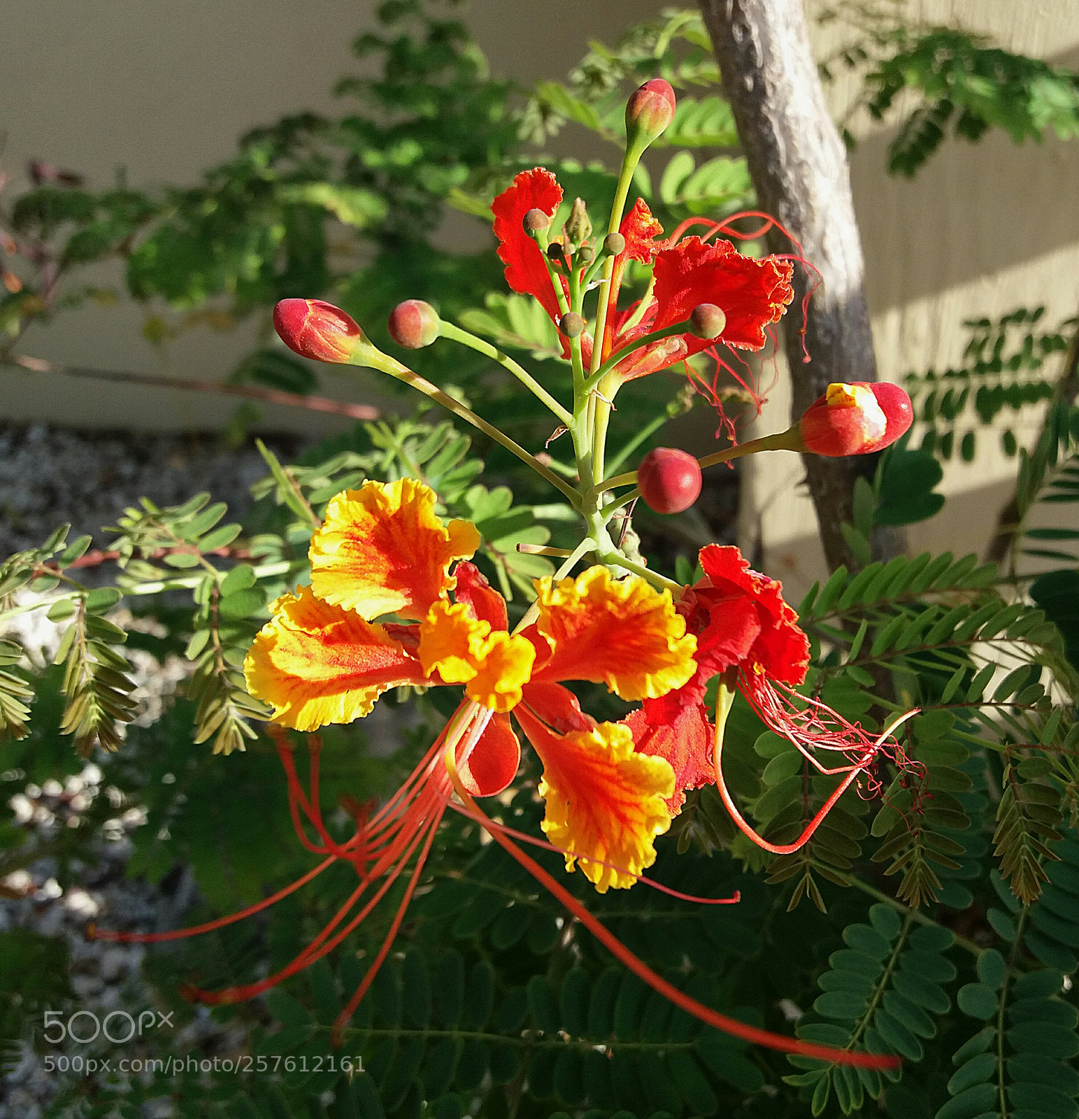 Samsung Galaxy J5(2016) sample photo. Flamboyant photography