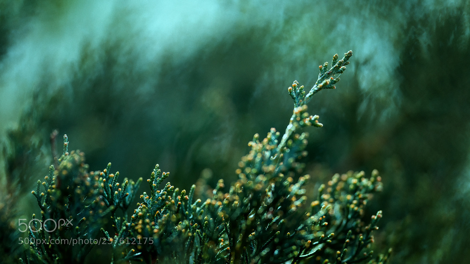 Sony SLT-A99V sample photo. Garden bokeh photography