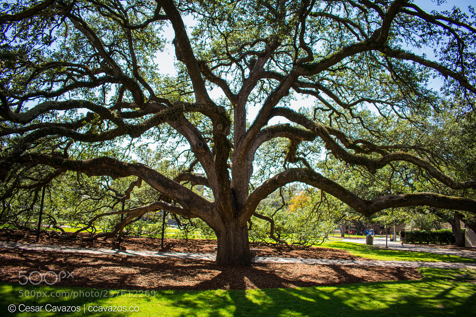 Nikon D3400 sample photo. Story of a tree photography