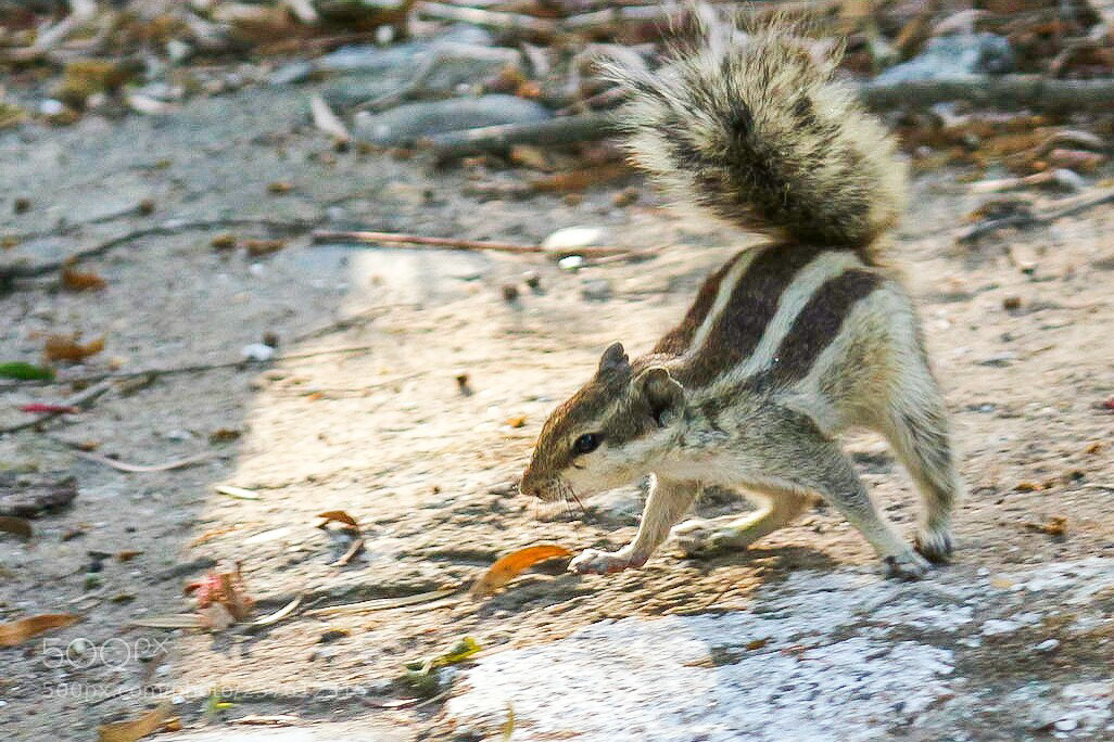 Canon EOS 700D (EOS Rebel T5i / EOS Kiss X7i) sample photo. You want to fight!! photography