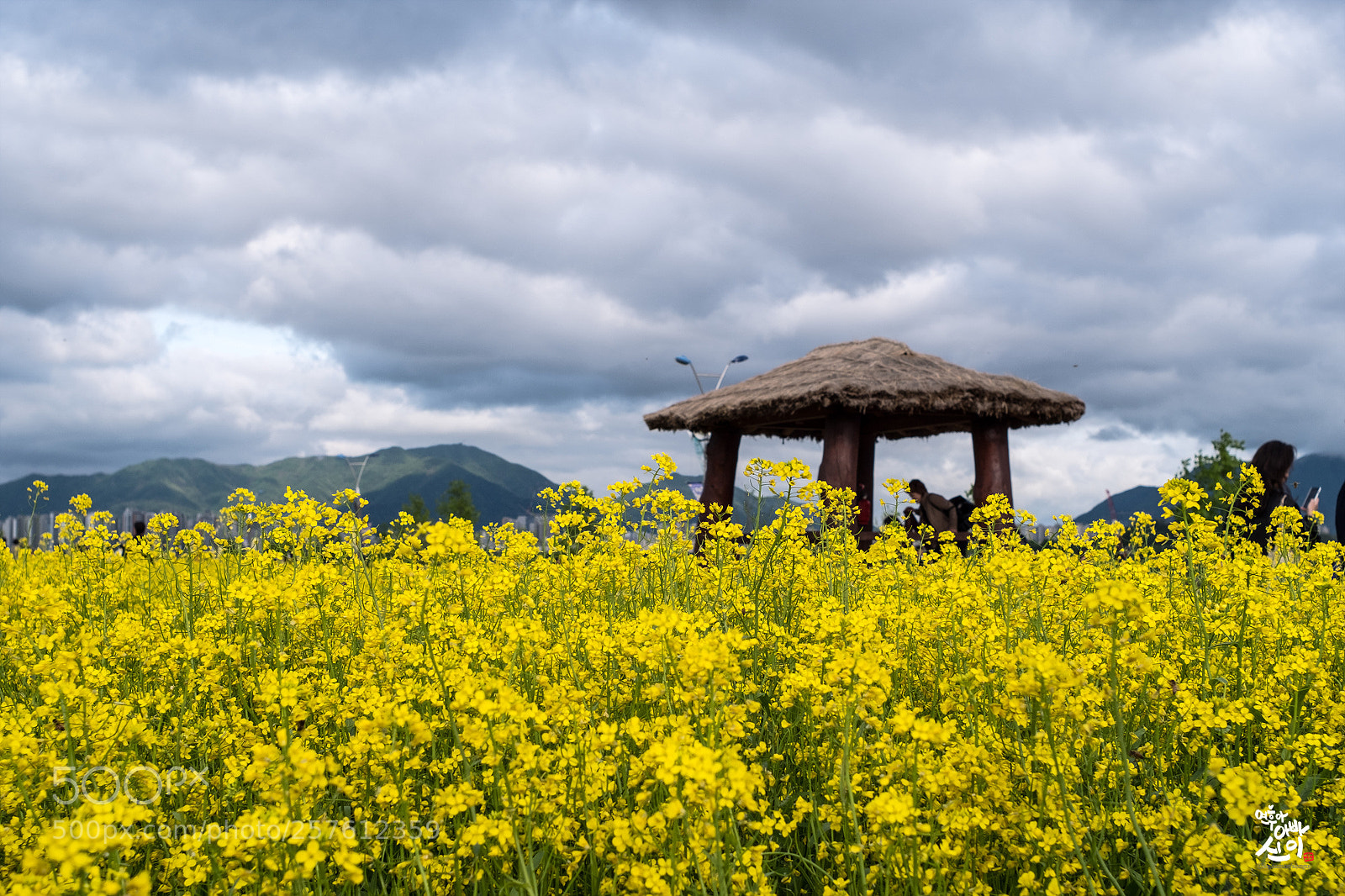 Fujifilm X-T2 sample photo. Rapeseed park photography