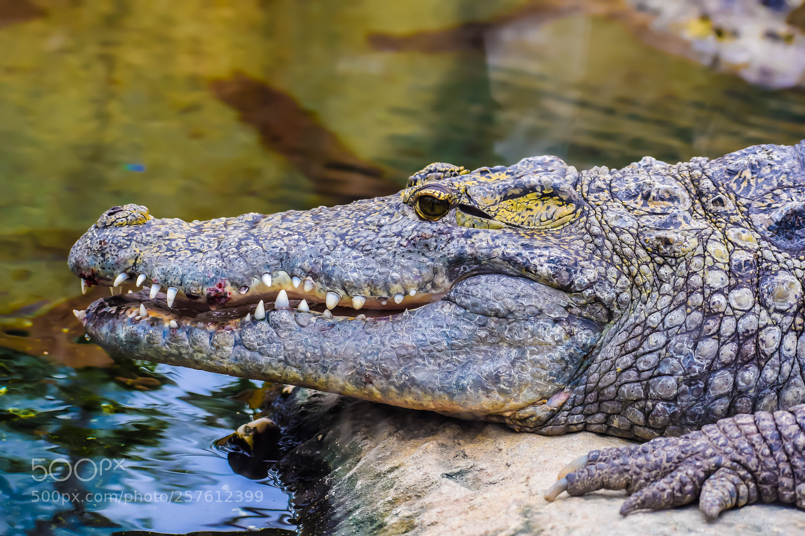 Nikon D3300 sample photo. Alligator photography