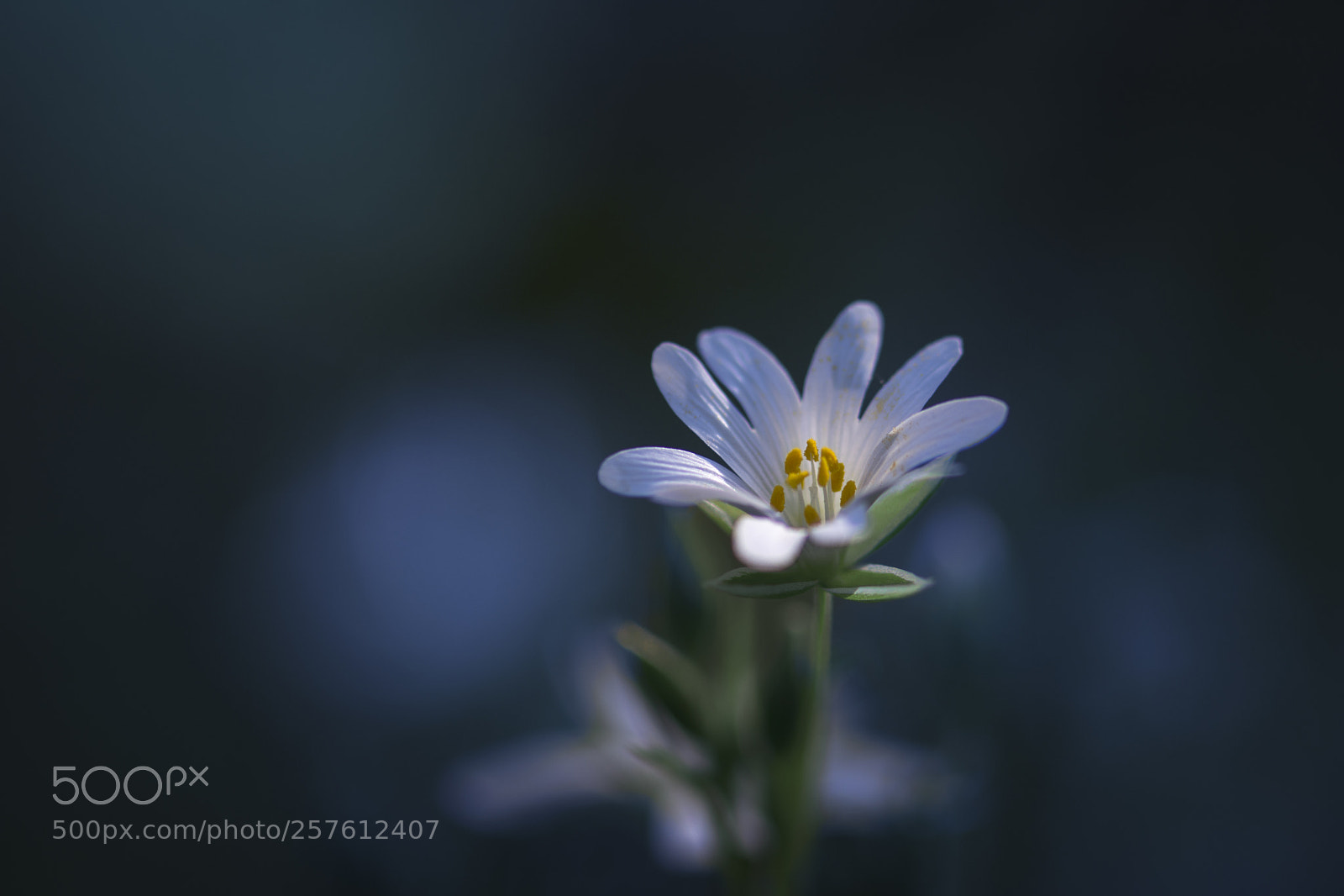 Nikon D7200 sample photo. Stellaria holostea photography