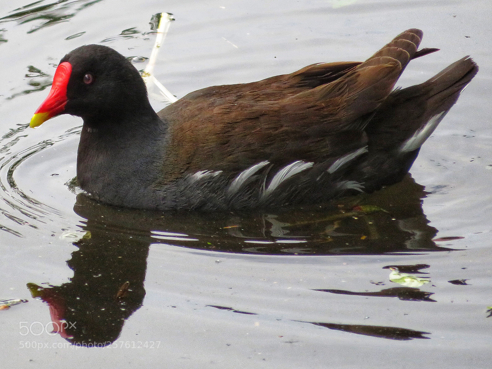 Canon PowerShot SX720 HS sample photo. Common moorhen photography