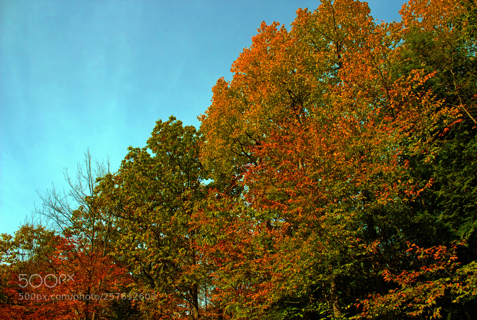 Canon EOS 600D (Rebel EOS T3i / EOS Kiss X5) sample photo. Autumn is coming photography