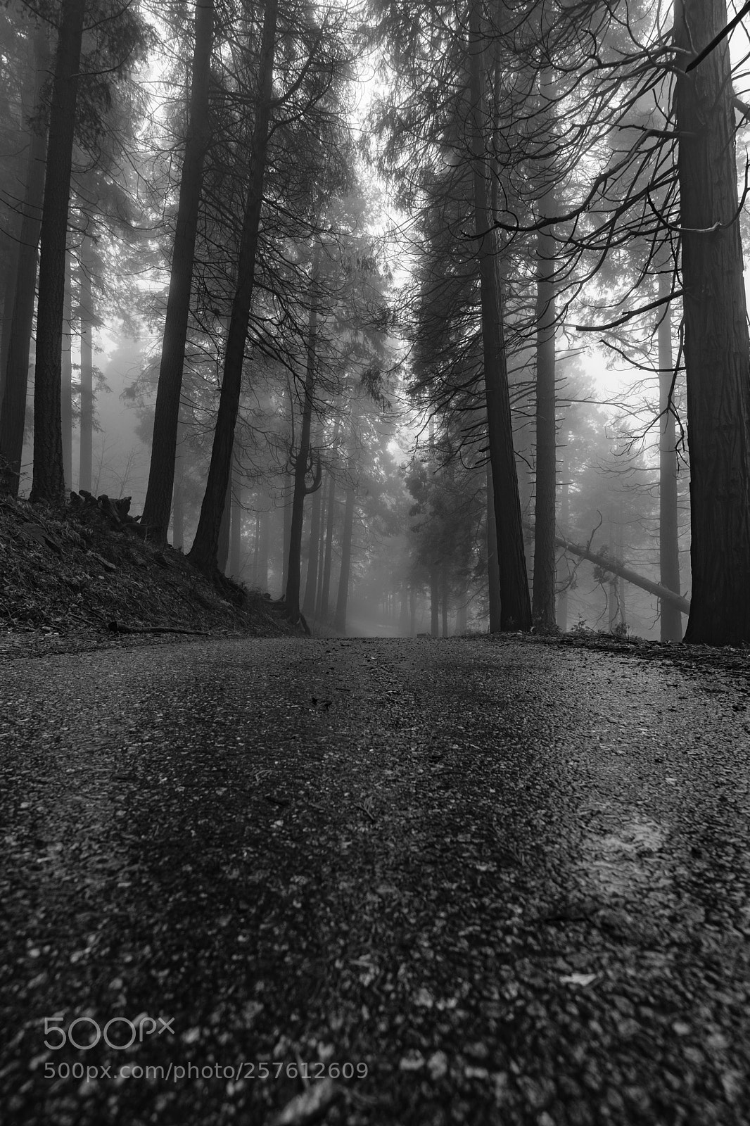 Fujifilm X-T2 sample photo. Cedar pines park, california 3112 photography