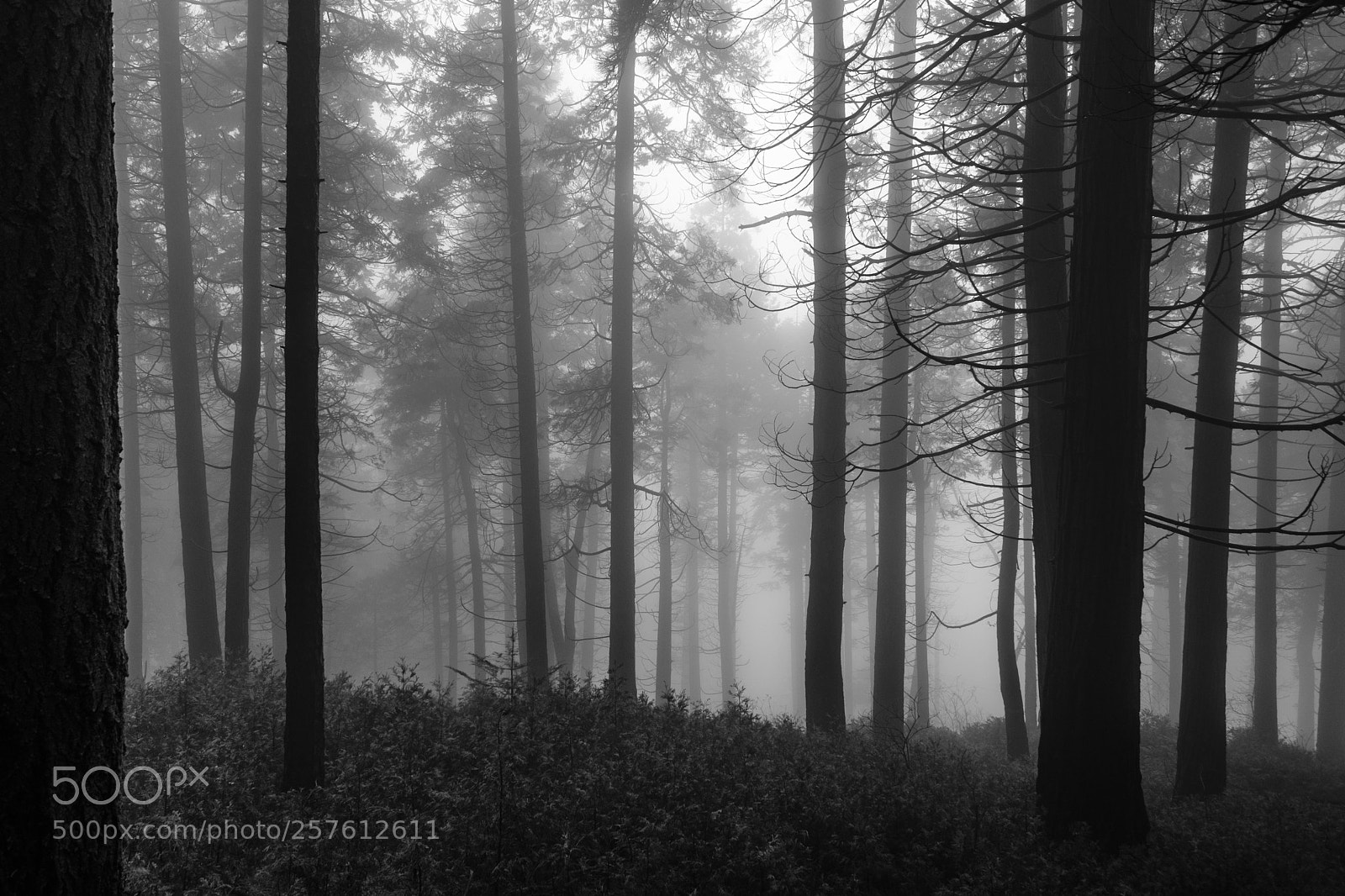 Fujifilm X-T2 sample photo. Cedar pines park, california 3089 photography