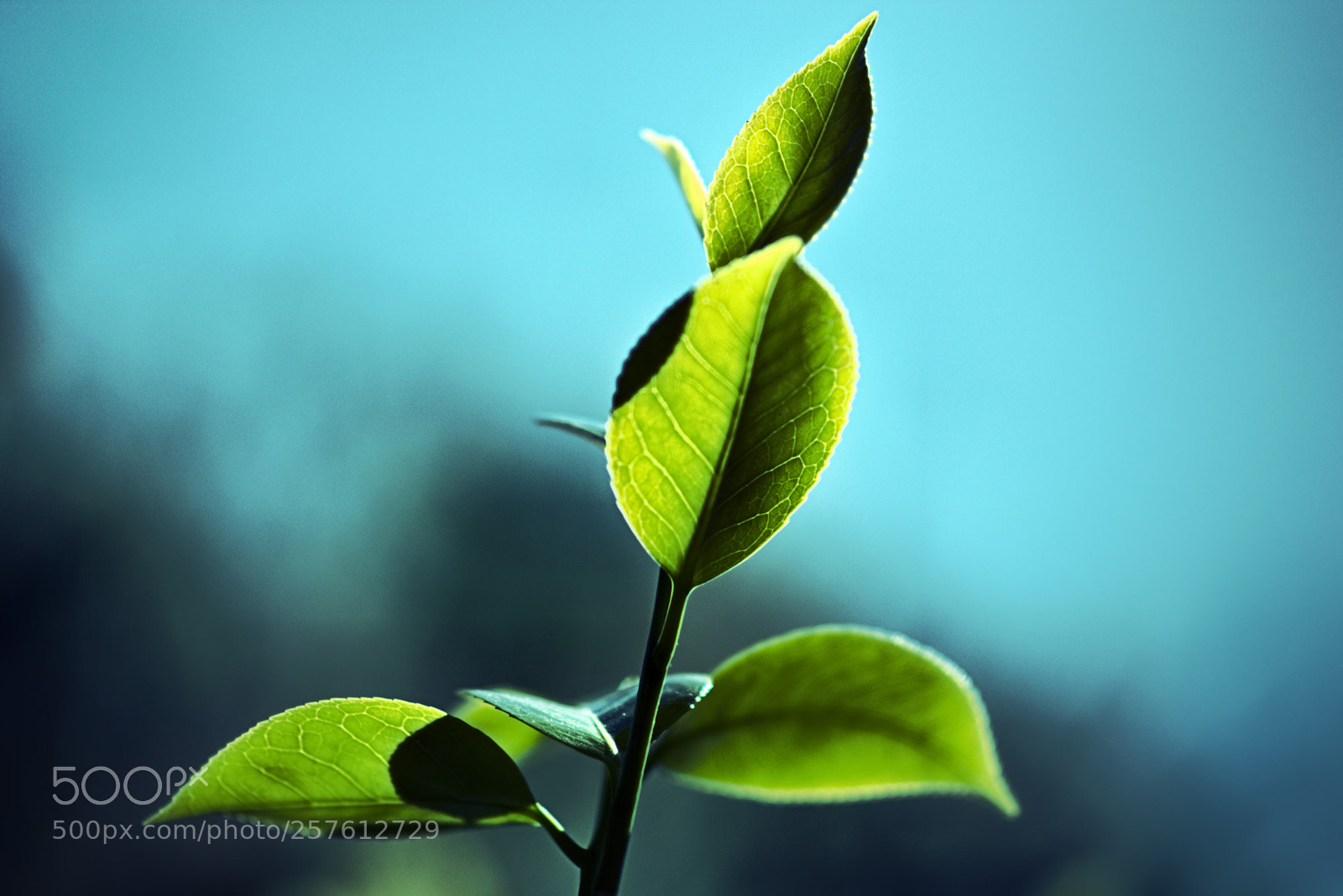 Nikon D5300 sample photo. G l o photography