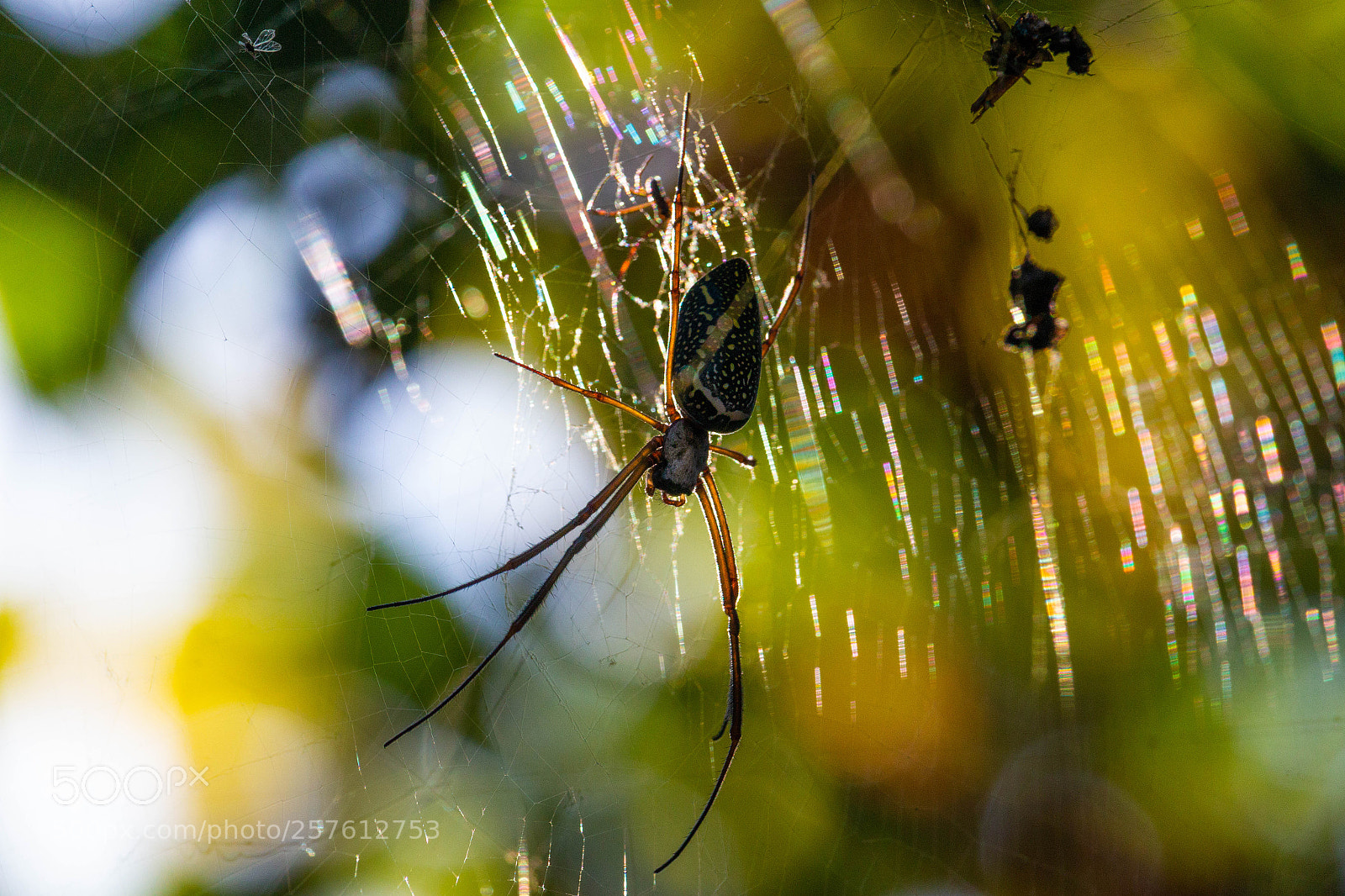 Canon EOS 70D sample photo. Img photography