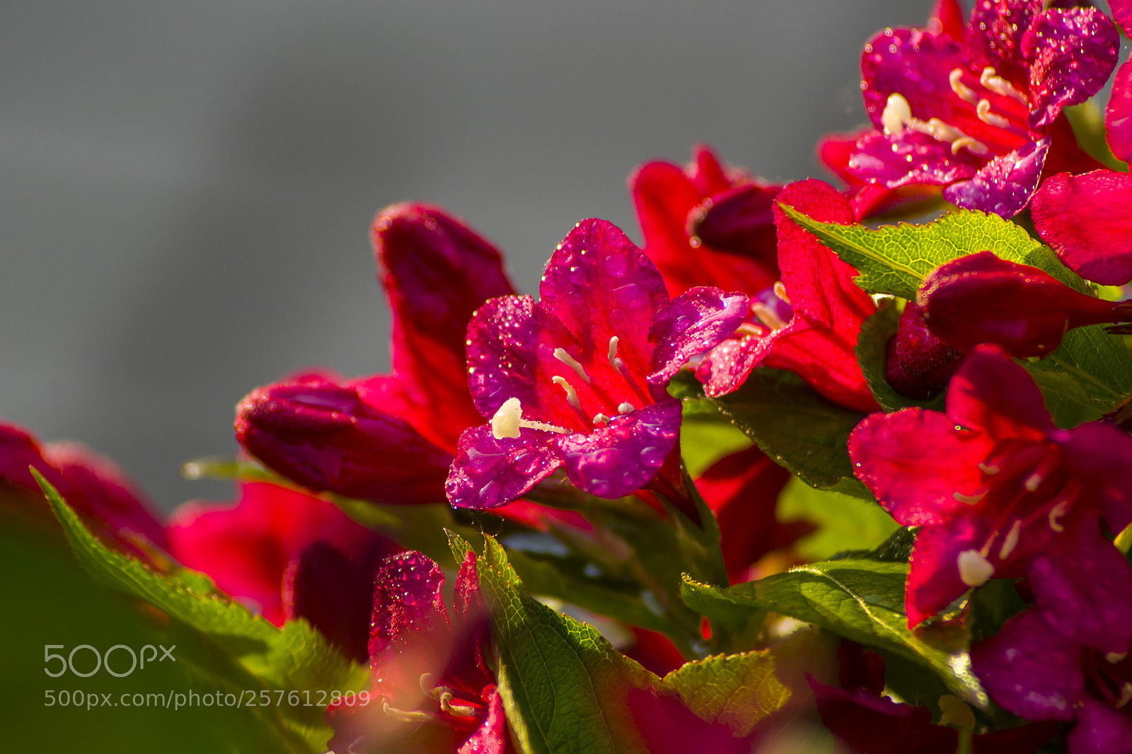 Nikon D3100 sample photo. Flowers photography