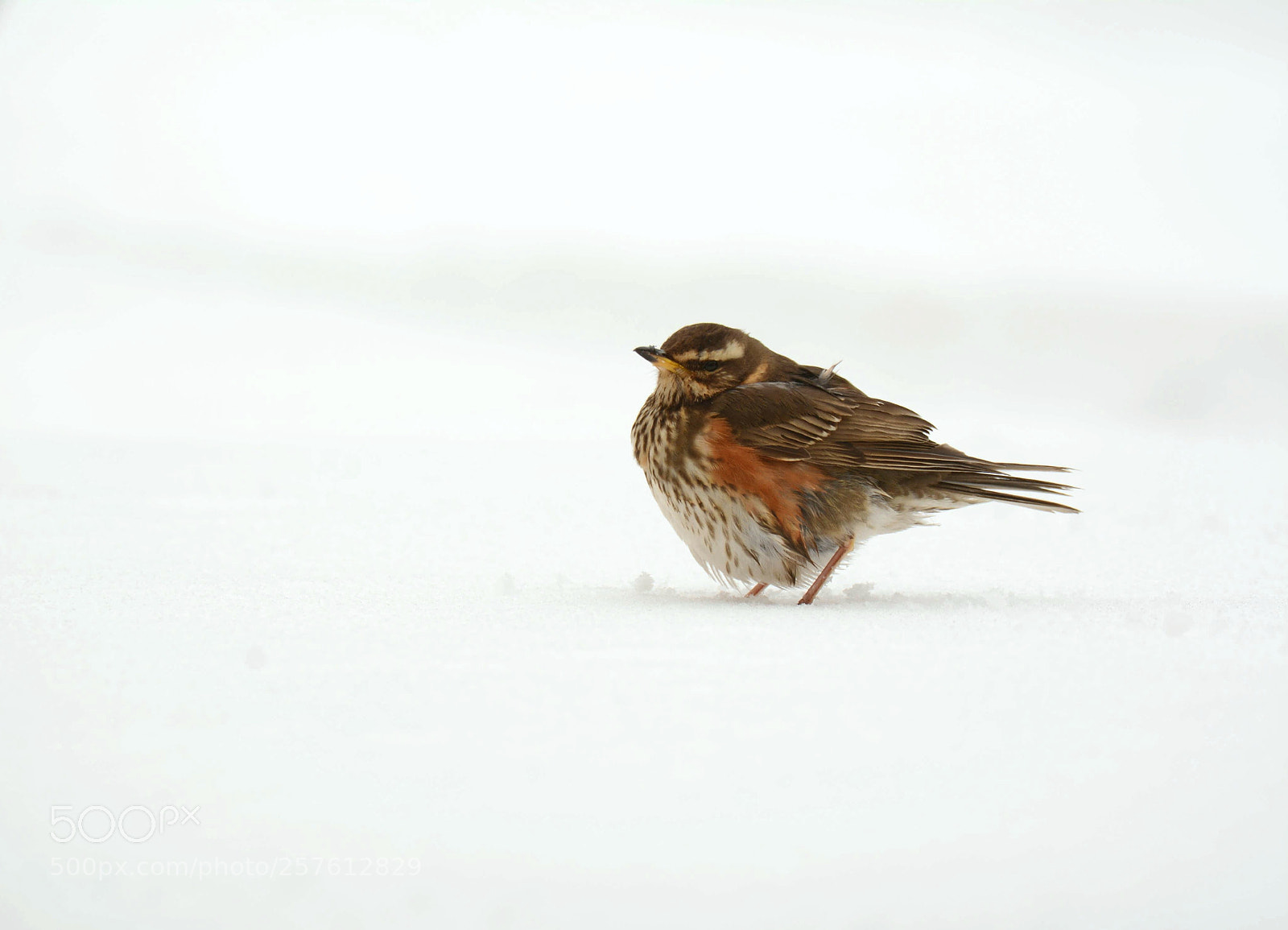 Nikon D7100 sample photo. Redwing photography