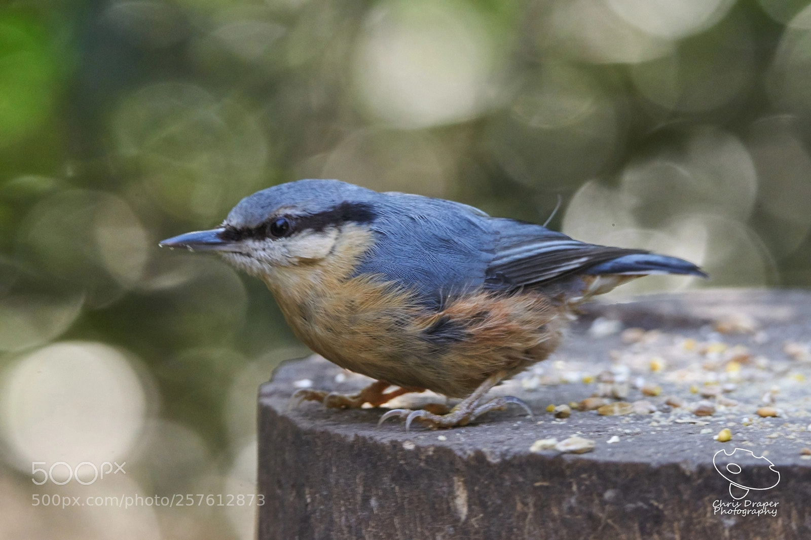 Sony ILCA-77M2 sample photo. Nuthatch photography