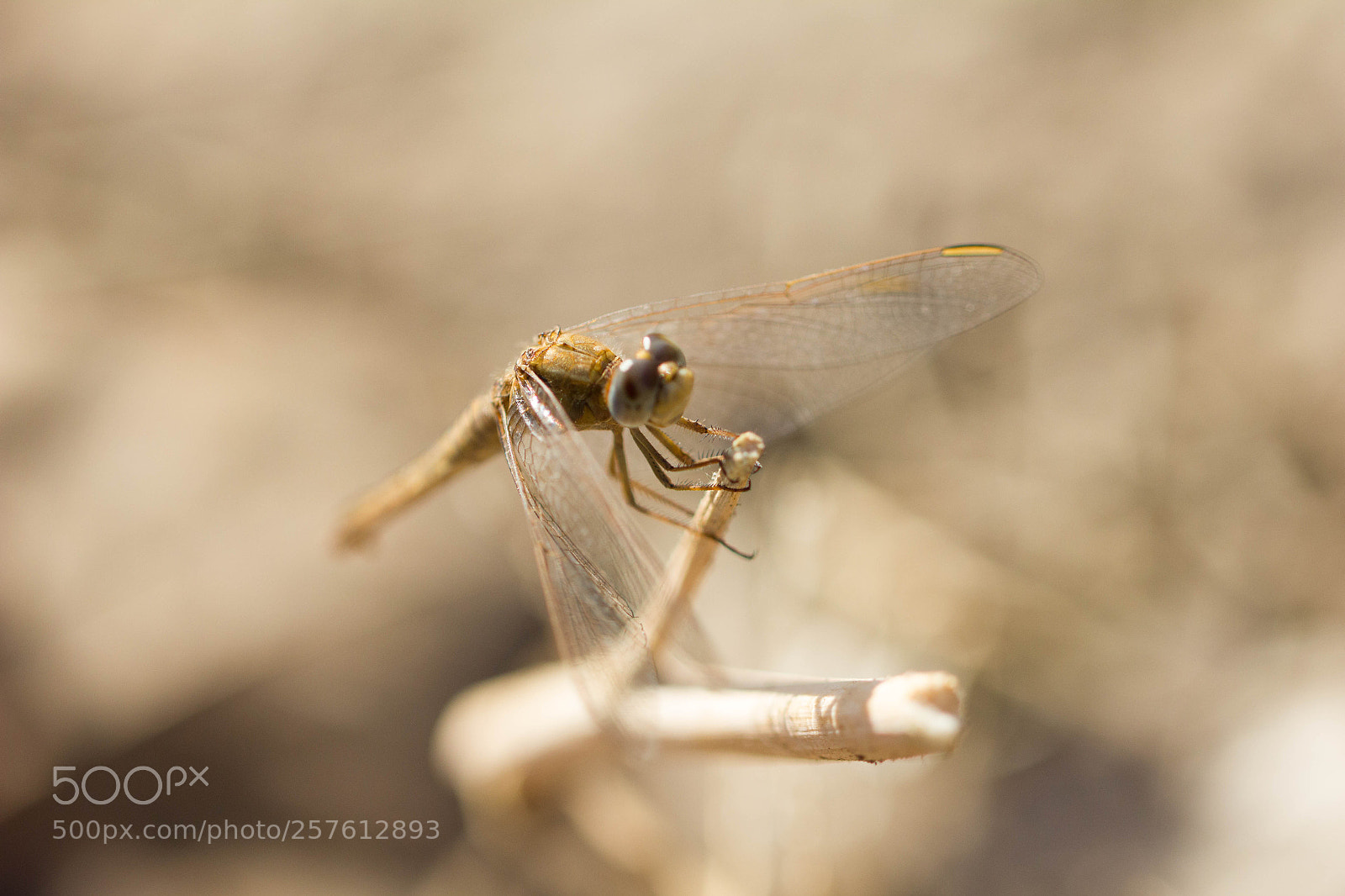 Canon EOS 550D (EOS Rebel T2i / EOS Kiss X4) sample photo. Dragonfly photography