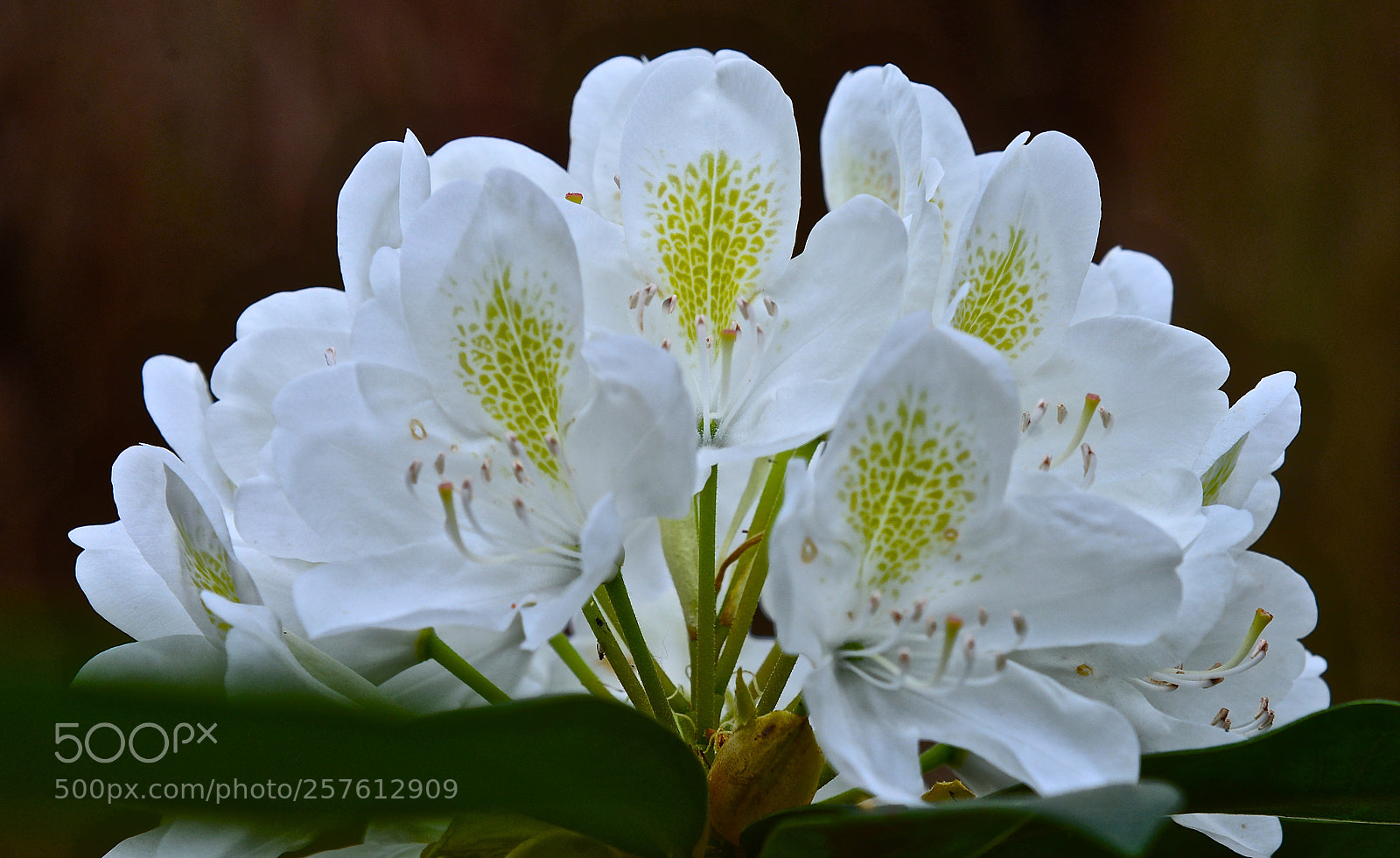 Nikon D600 sample photo. Spring blooms photography