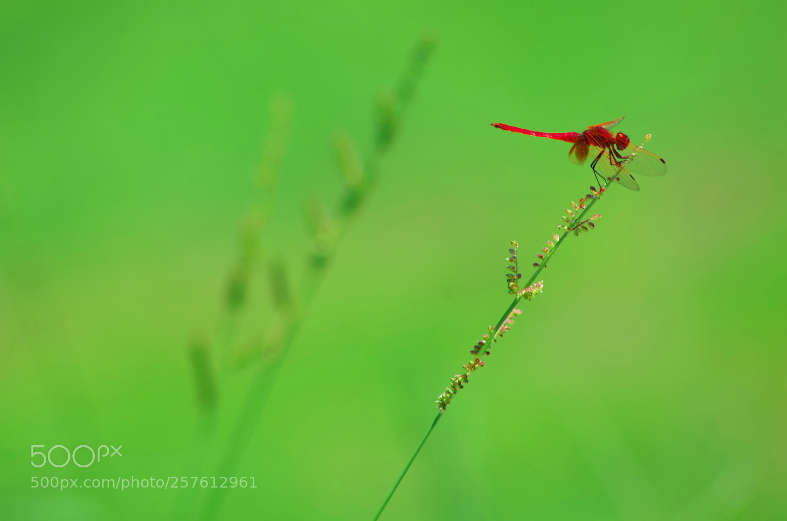 Pentax K-500 sample photo. Crimson skimmer photography