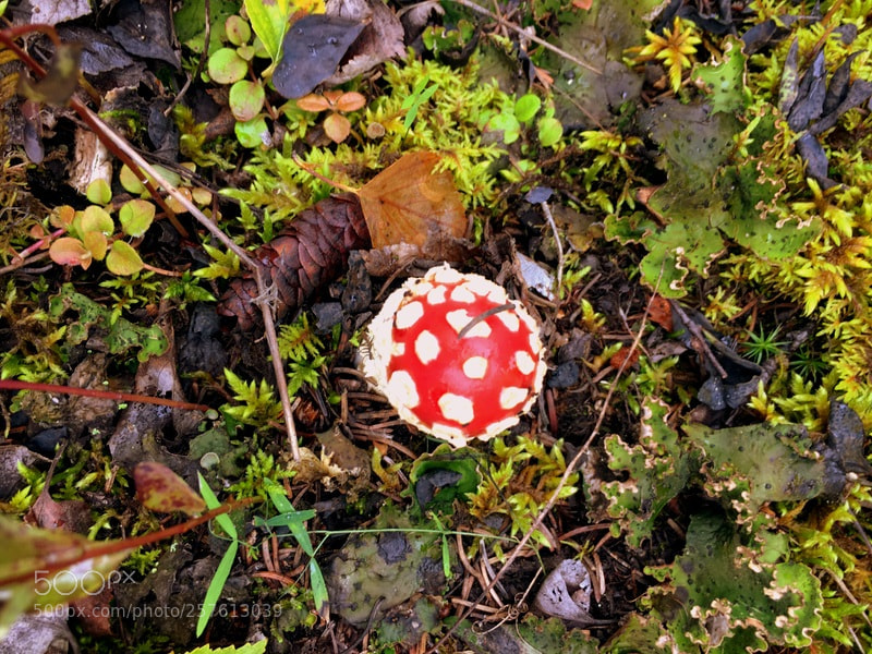 Apple iPhone 6s sample photo. Fall forest colors photography