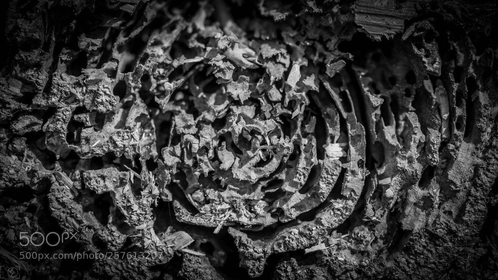 Canon EOS 70D sample photo. Perforated (bw) photography