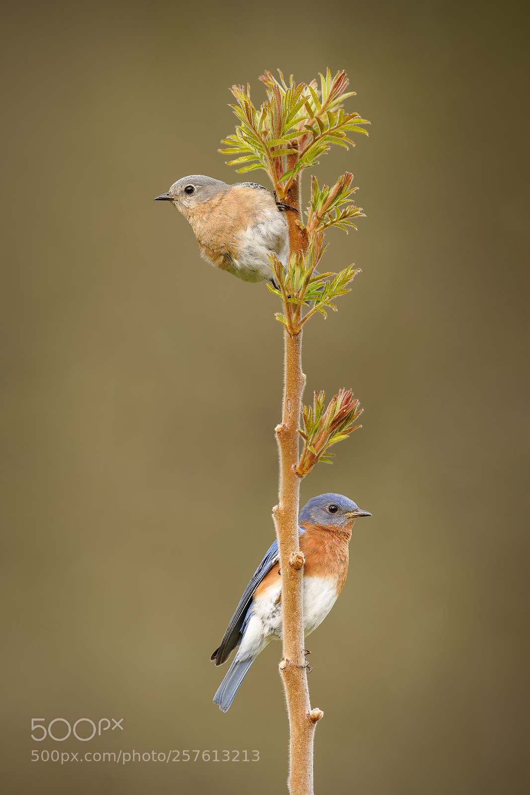 Canon EOS 5D Mark IV sample photo. Eastern bluebird pair photography