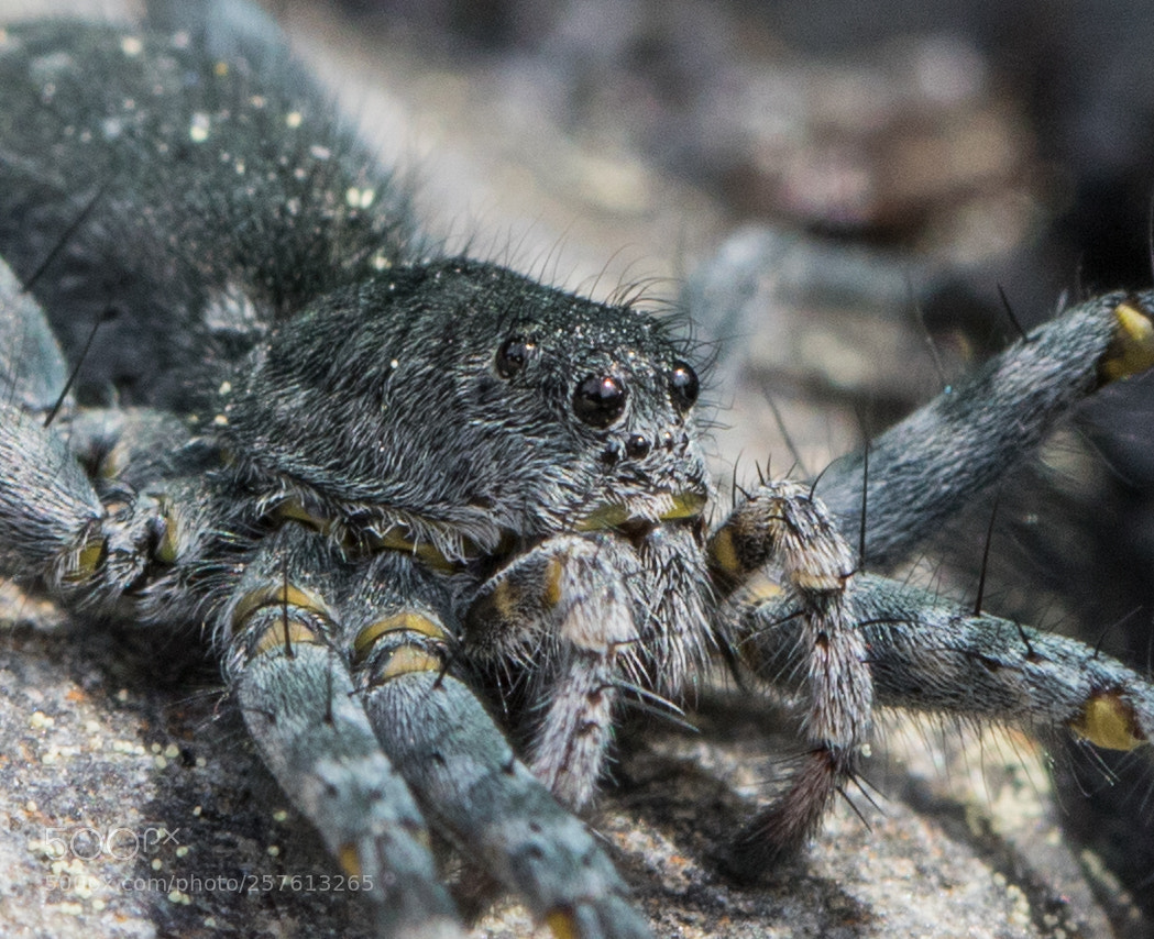 Canon EOS 7D Mark II sample photo. Spider photography