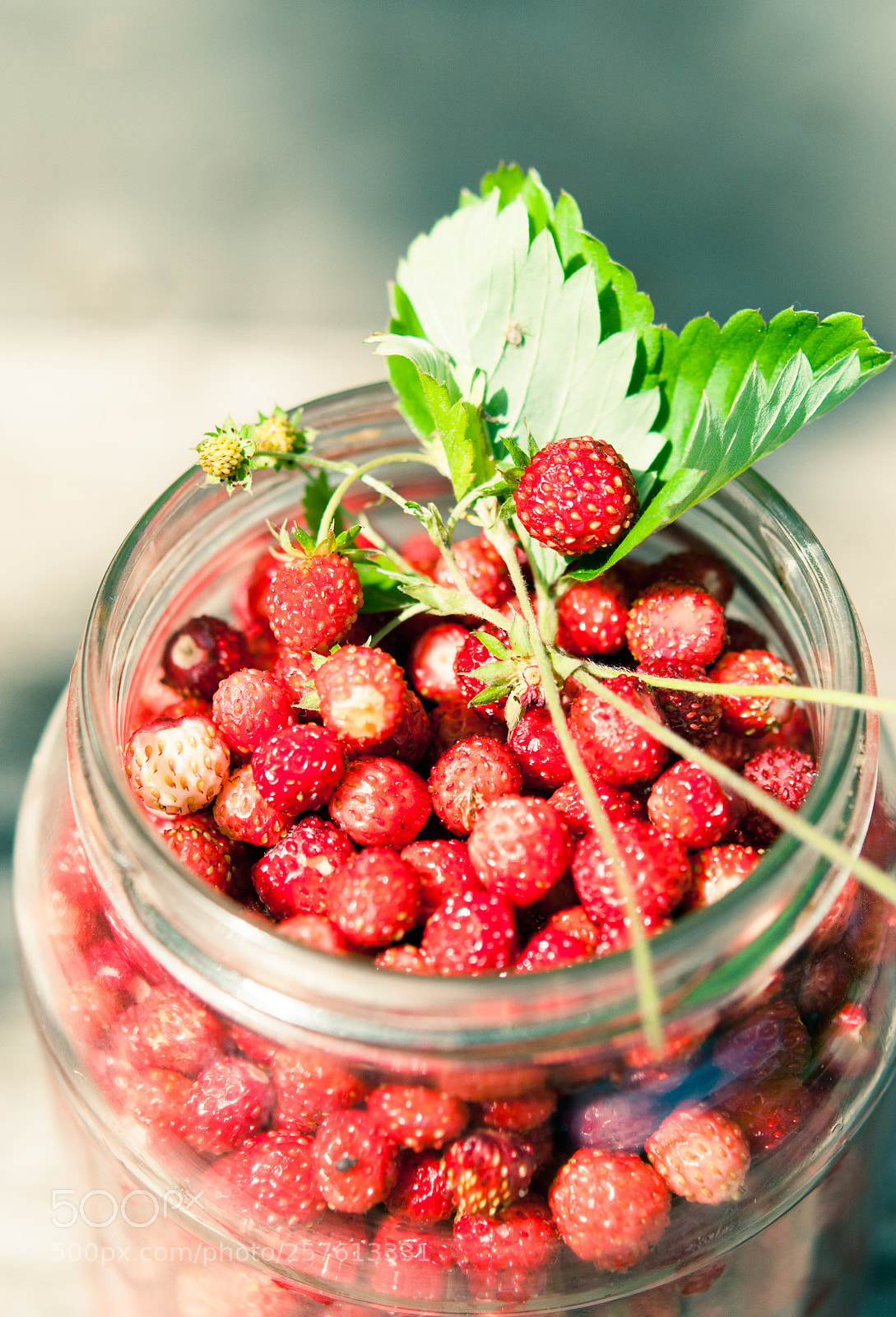 Nikon D300S sample photo. Wild strawberry photography