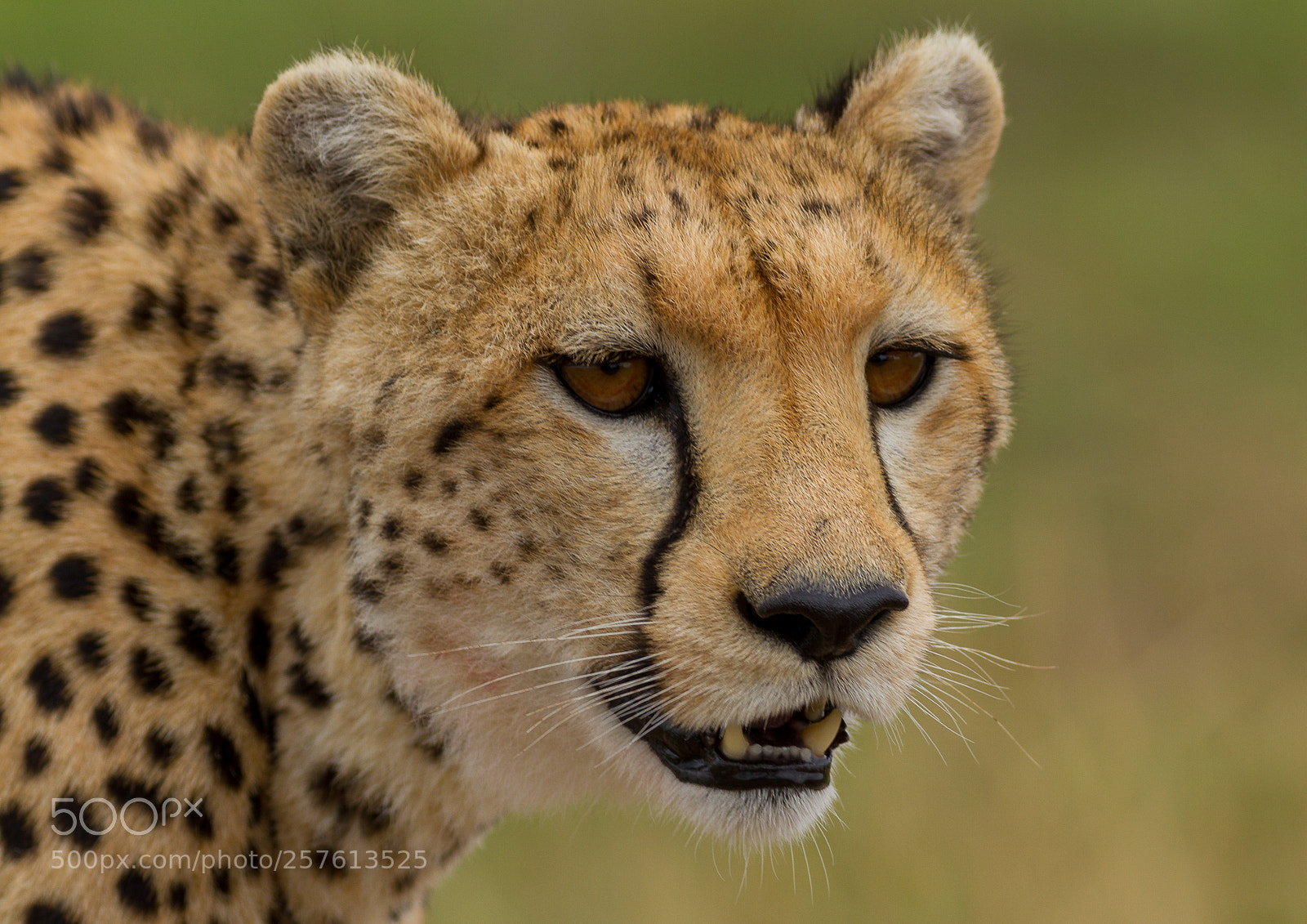 Canon EOS 7D sample photo. Cheetah photography