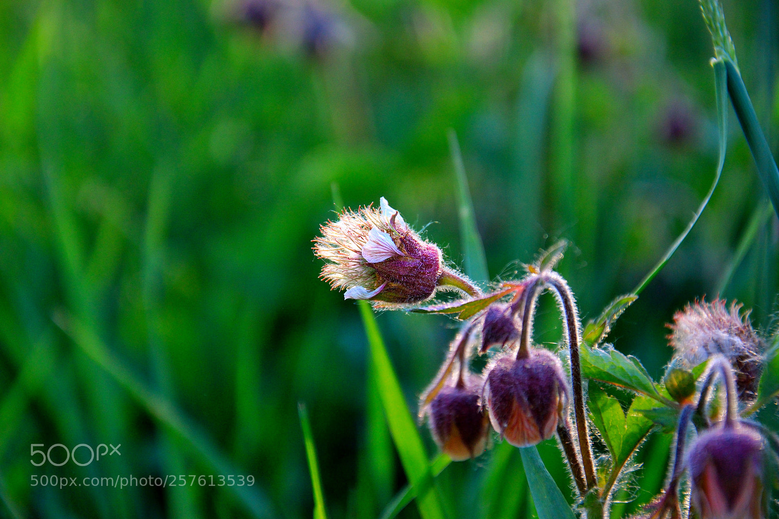 Nikon D3300 sample photo. Field flowers photography