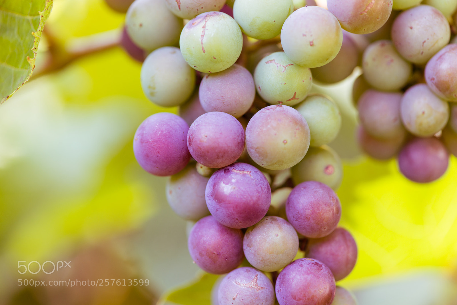 Nikon D800E sample photo. Grape photography