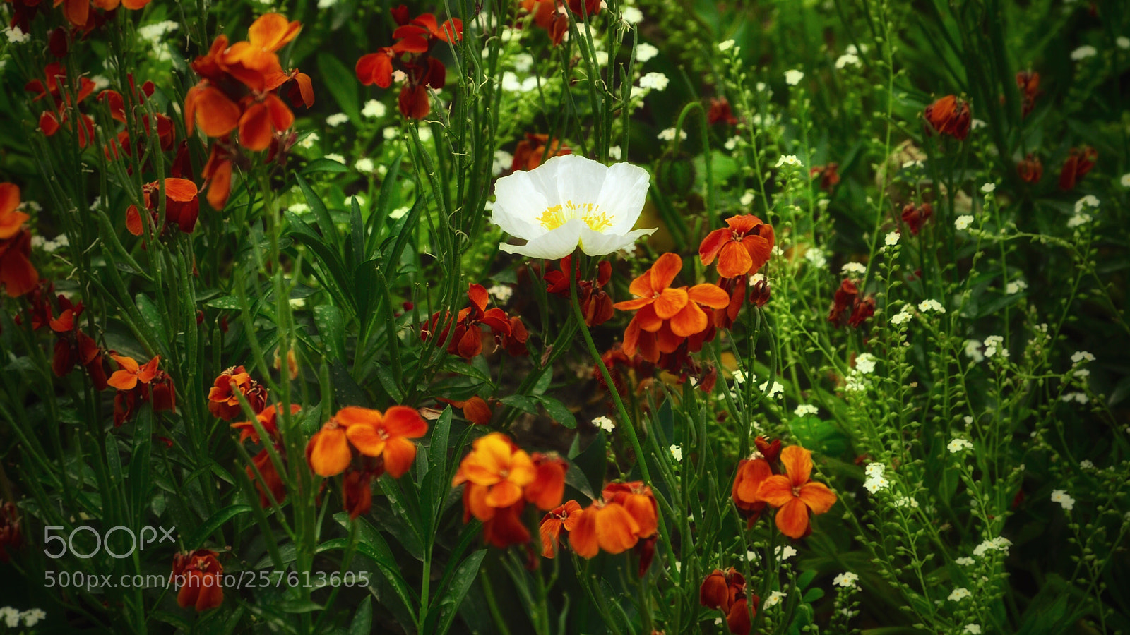 Nikon D90 sample photo. Be different! photography