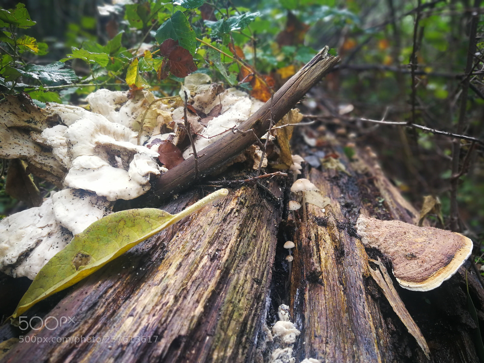 HUAWEI Mate 9 sample photo. Moss photography
