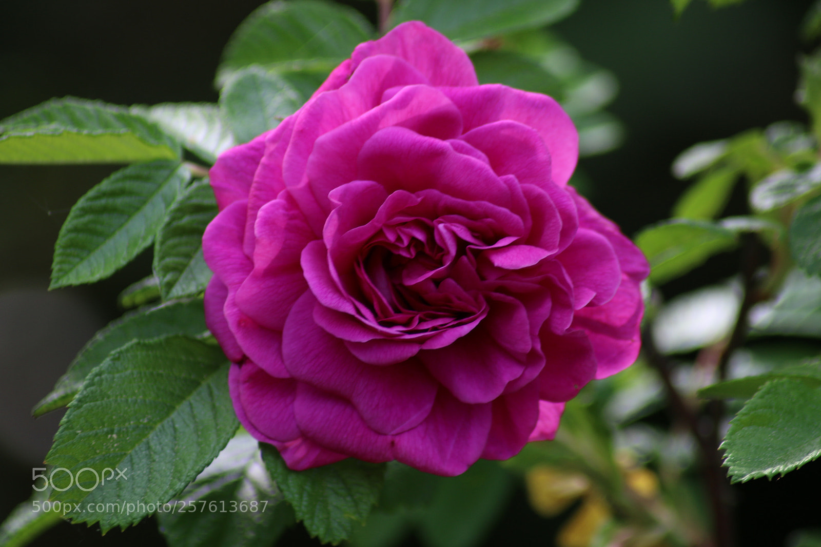 Canon EOS 70D sample photo. Flower photography