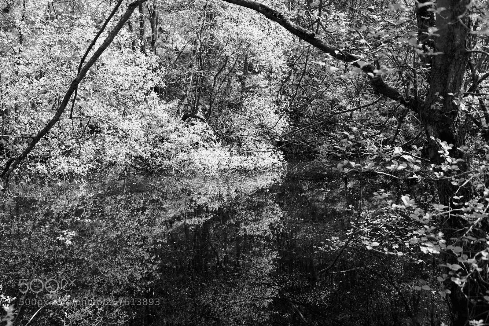 Canon EOS 6D Mark II sample photo. Reflections photography