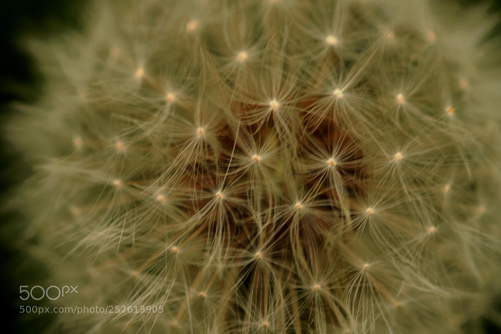 Canon EOS 6D Mark II sample photo. Wishes 1 photography