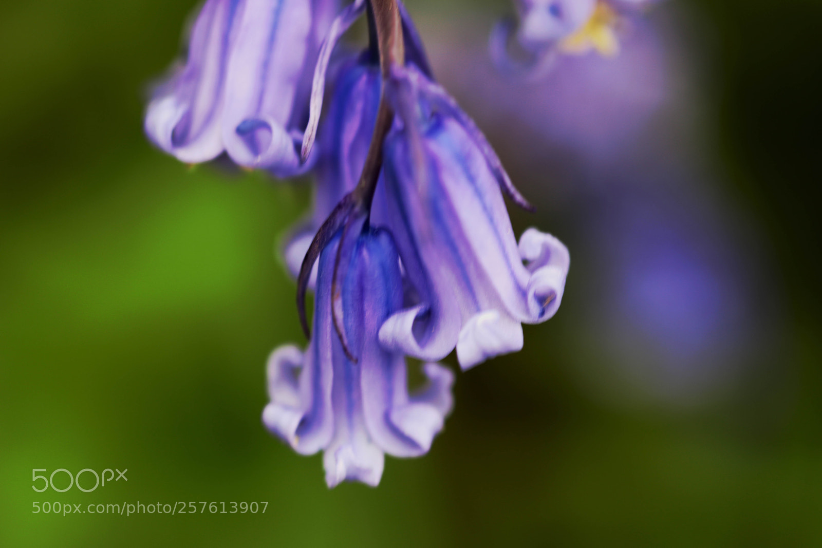 Canon EOS 6D Mark II sample photo. 2018-05-12_006.jpg photography