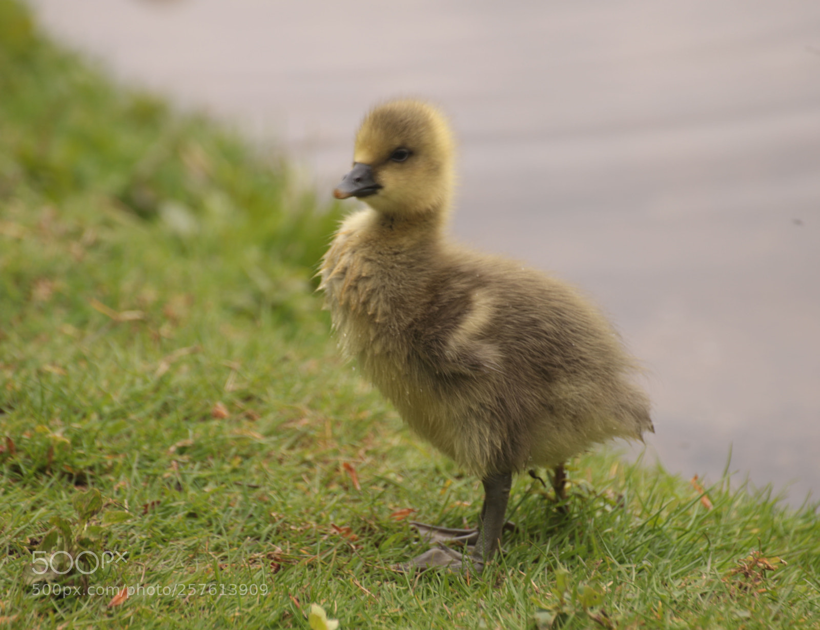 Canon EOS 6D Mark II sample photo. Cute_chick_1 photography