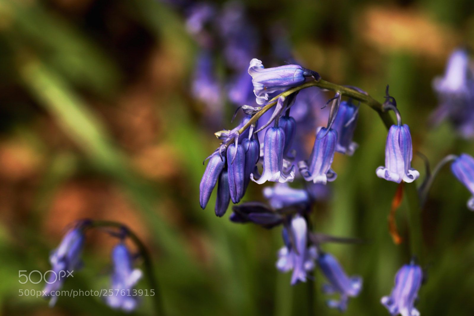 Canon EOS 6D Mark II sample photo. Bluebell 2018 2 photography