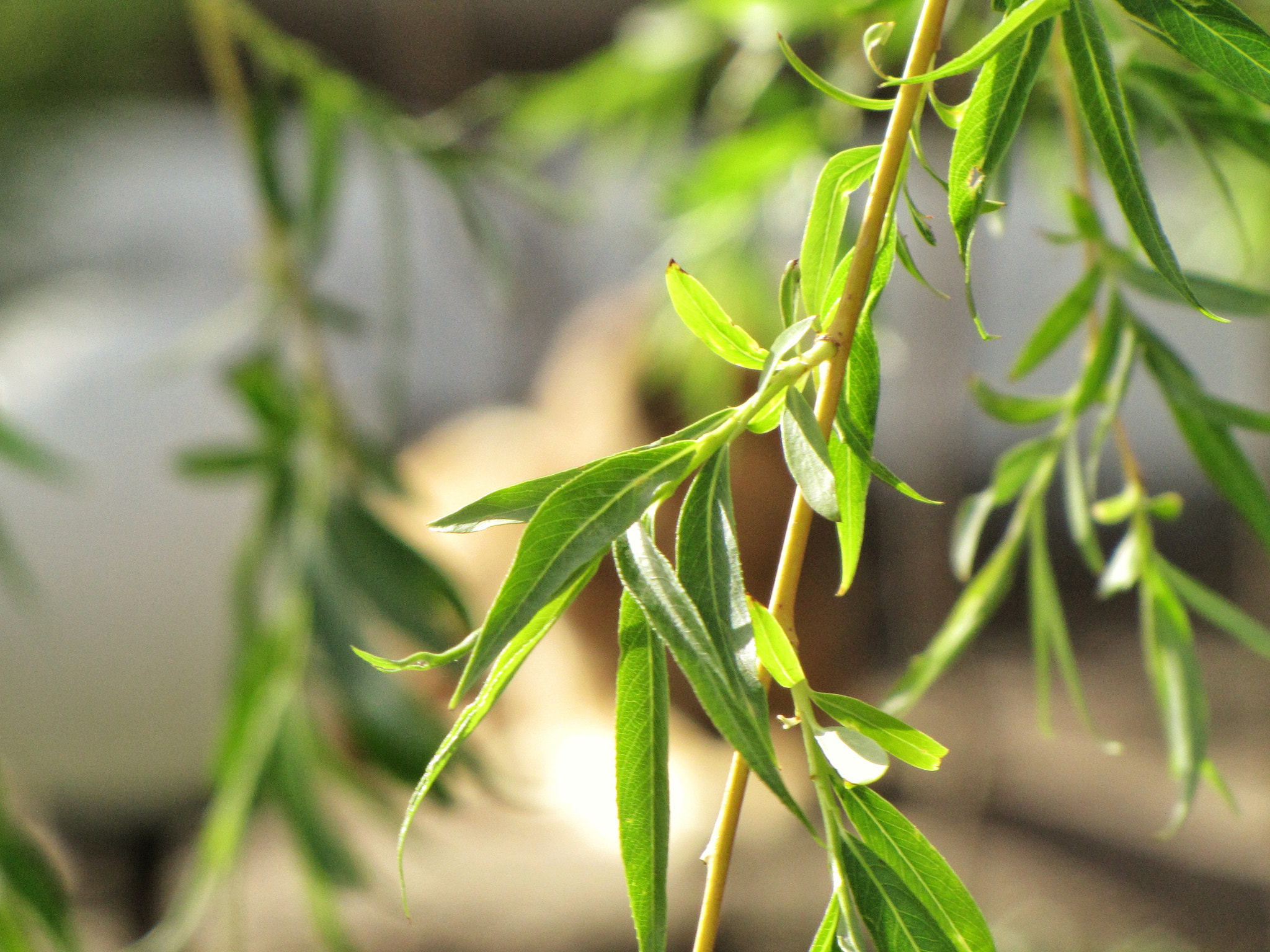 Canon PowerShot SX1 IS sample photo. Weeping willow photography