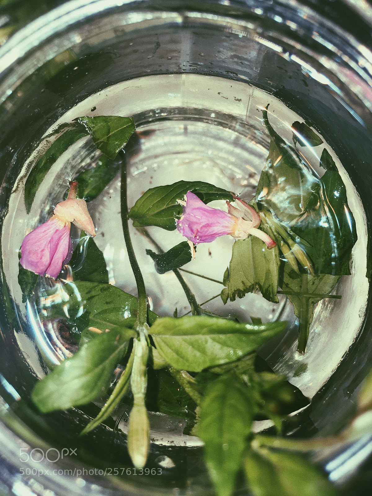 Apple iPhone SE sample photo. Untitled photography