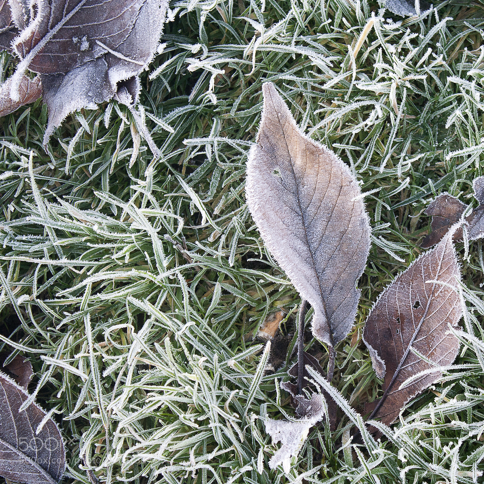 Canon EOS 350D (EOS Digital Rebel XT / EOS Kiss Digital N) sample photo. Frozen o photography