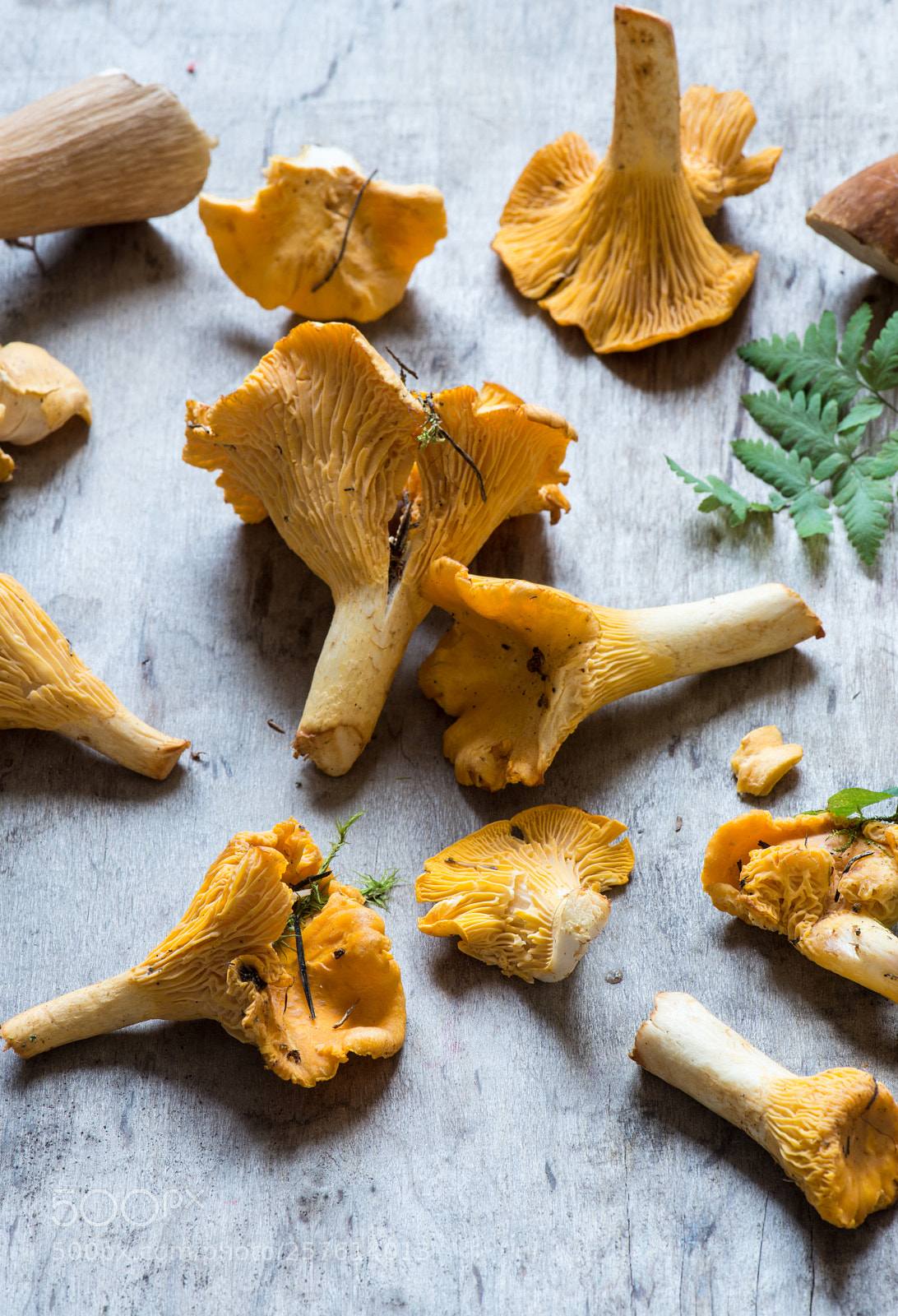 Nikon D800E sample photo. Mushrooms photography