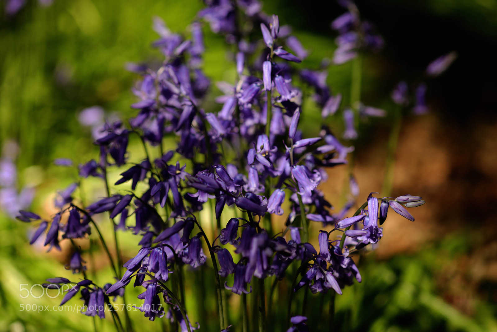 Canon EOS 6D Mark II sample photo. Bluebells 2018 photography