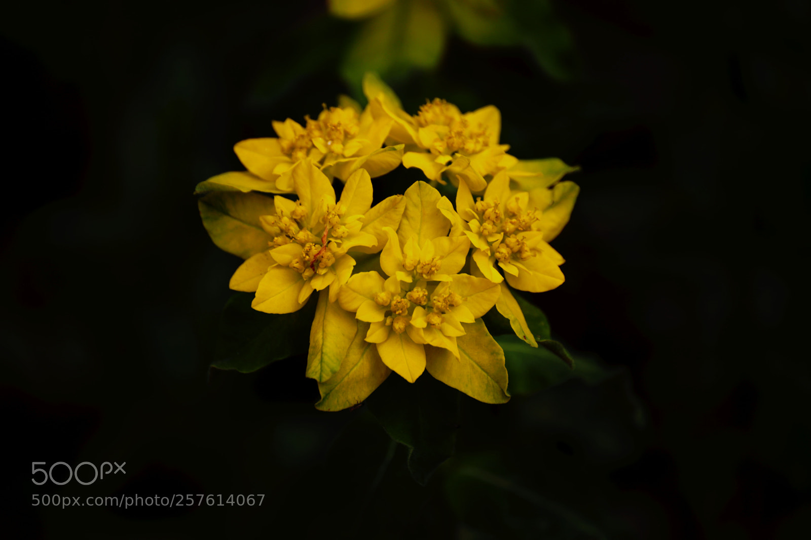Canon EOS 6D Mark II sample photo. Golden yellow photography