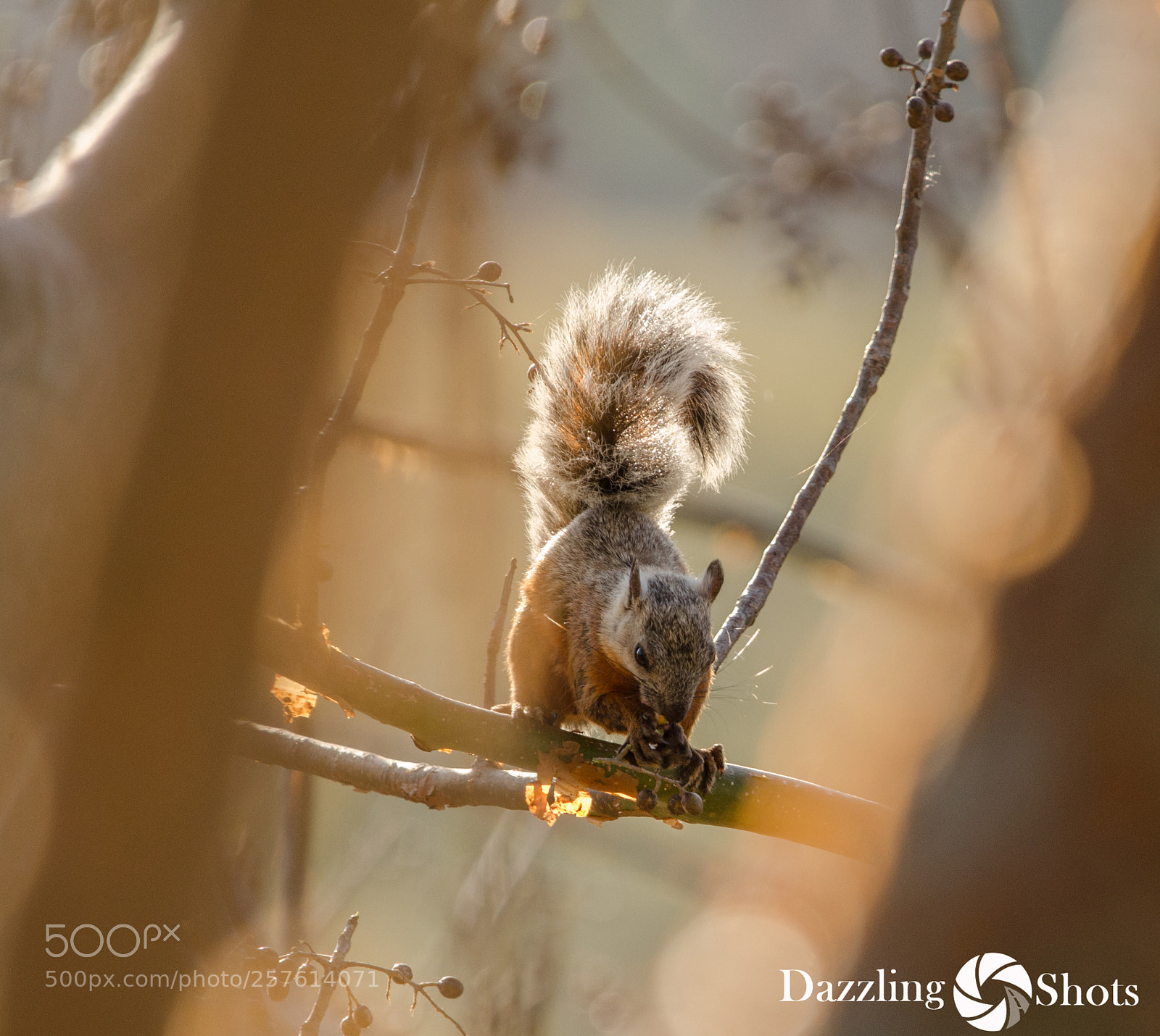 Nikon D7000 sample photo. Beautiful squirrel photography