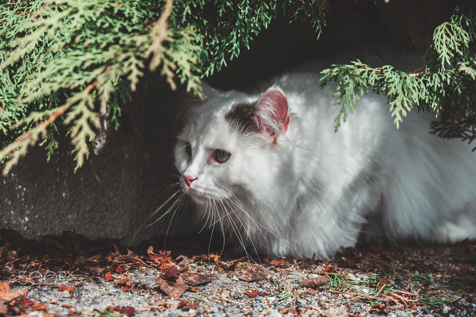 Fujifilm X-T20 sample photo. Cat under branches photography
