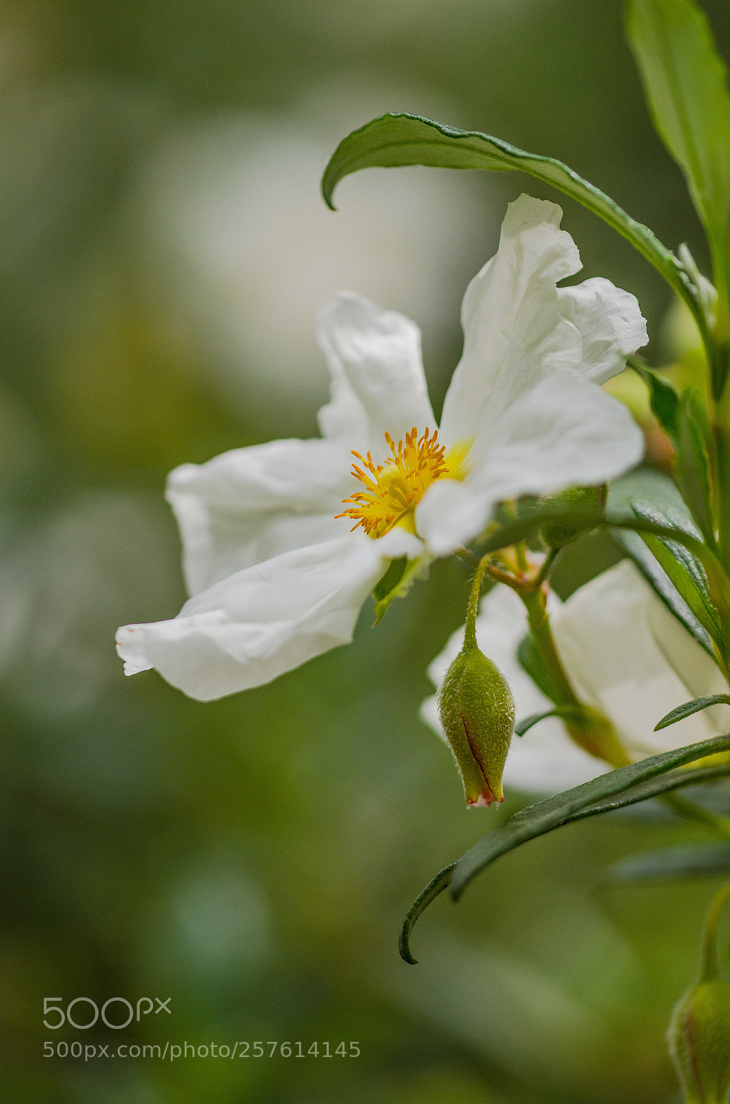 Nikon D7000 sample photo. Bloom and buds photography